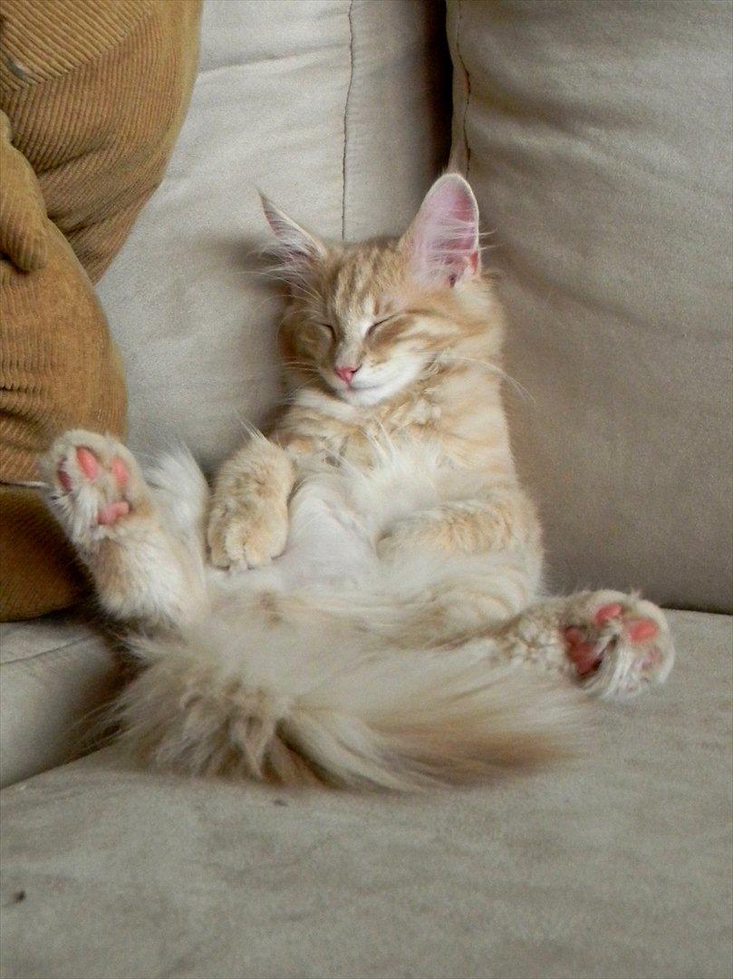 Norsk Skovkat Eddie billede 7