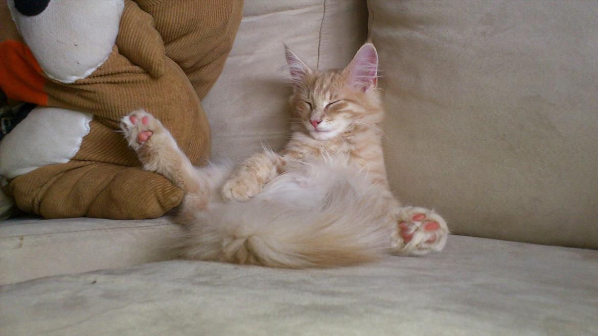 Norsk Skovkat Eddie billede 8