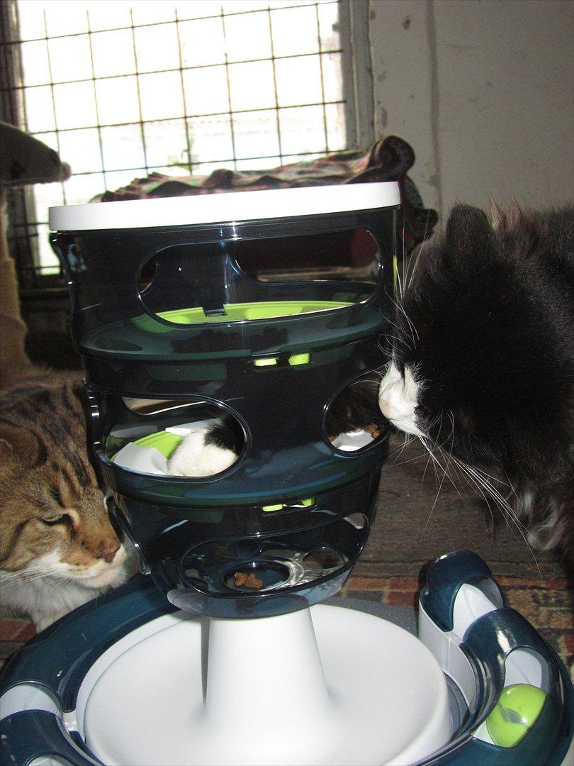 Blanding af racer <3 Miv <3 - # 5. Så fisker vi efter godbidder. Taget d. 16 august 2011 billede 5