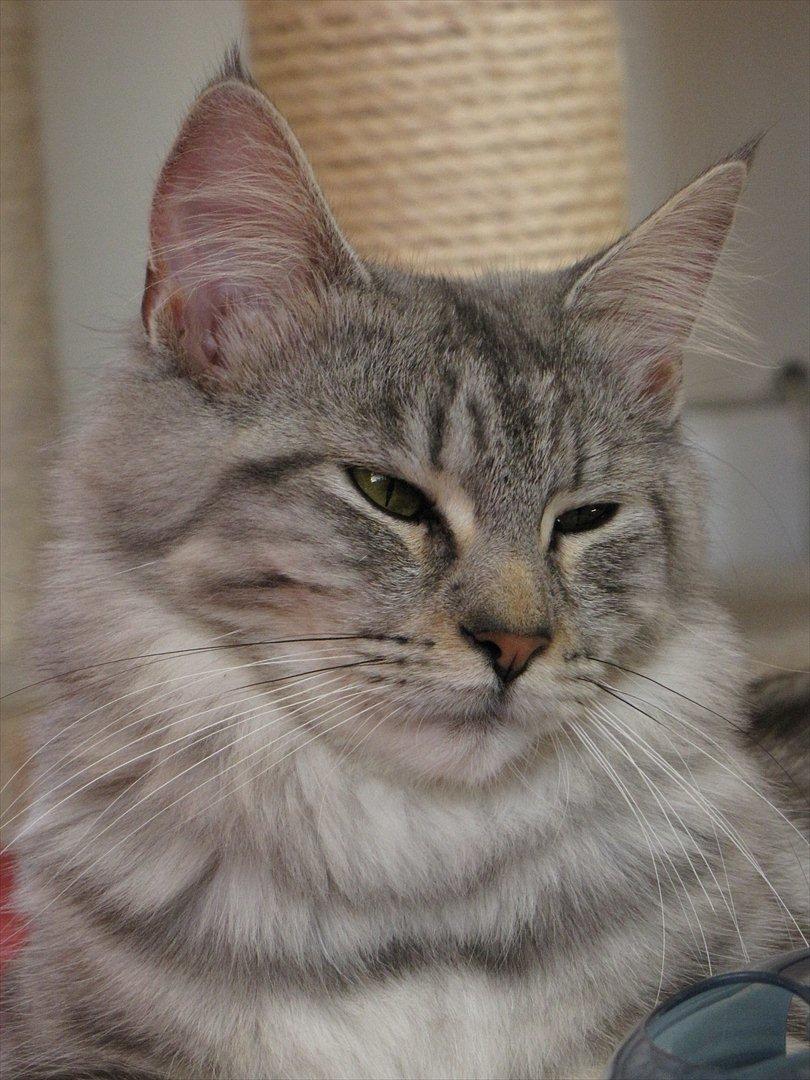 Blanding af racer Lullu billede 10