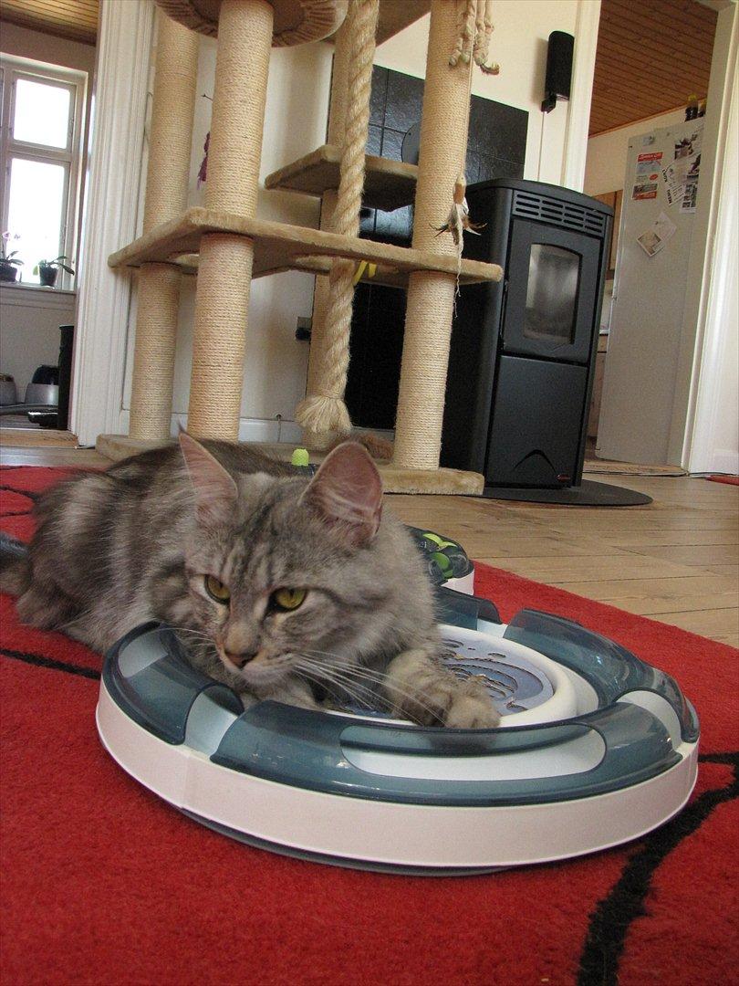 Blanding af racer Lullu billede 11