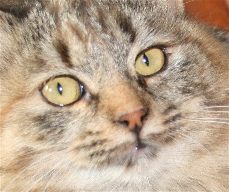 Sibirisk Kat Zsa Zsa the Fabulous billede 1