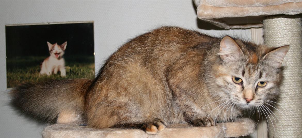 Sibirisk Kat Zsa Zsa the Fabulous billede 2