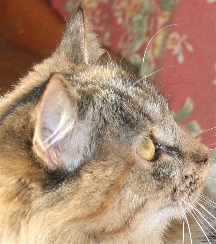 Sibirisk Kat Zsa Zsa the Fabulous billede 3