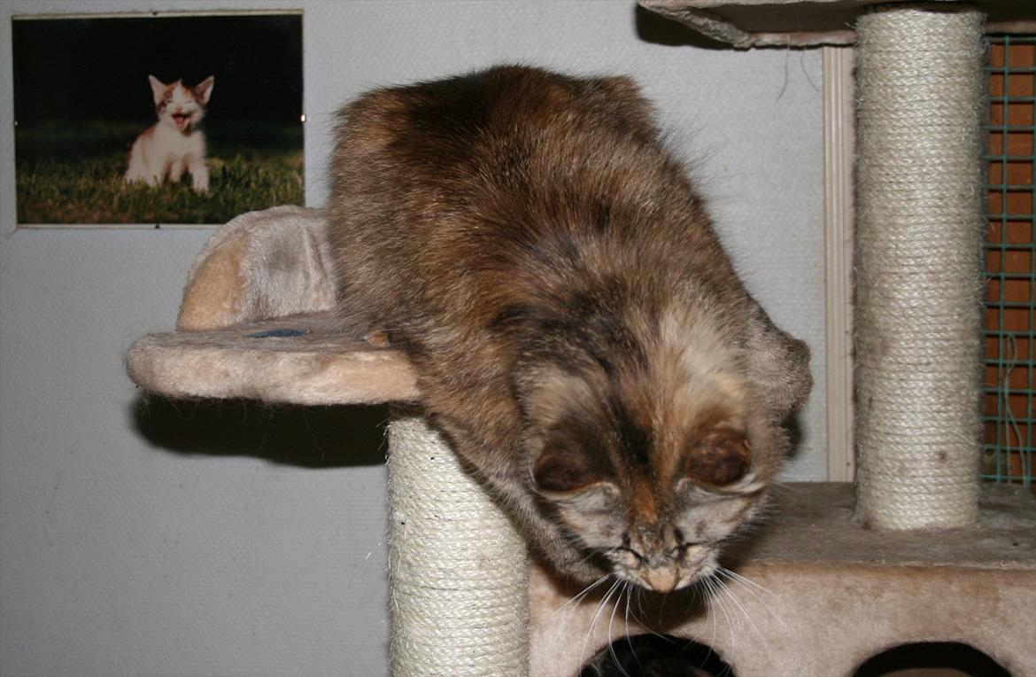 Sibirisk Kat Zsa Zsa the Fabulous billede 4