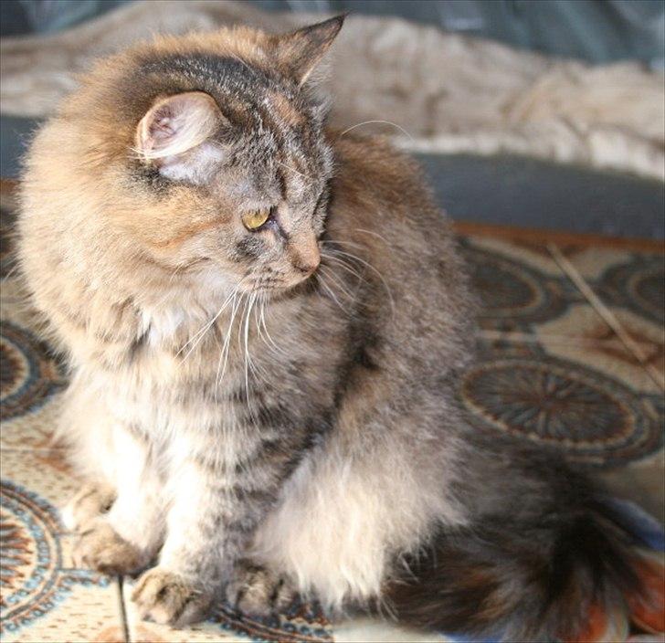 Sibirisk Kat Zsa Zsa the Fabulous billede 5