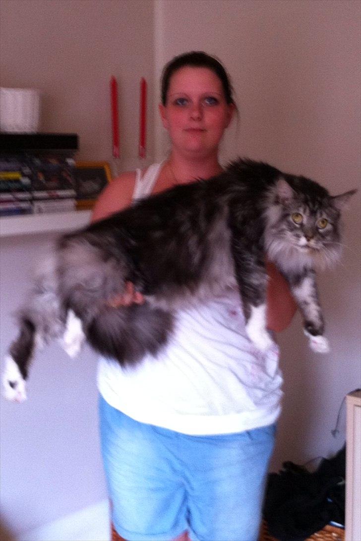 Maine Coon Lexus billede 11