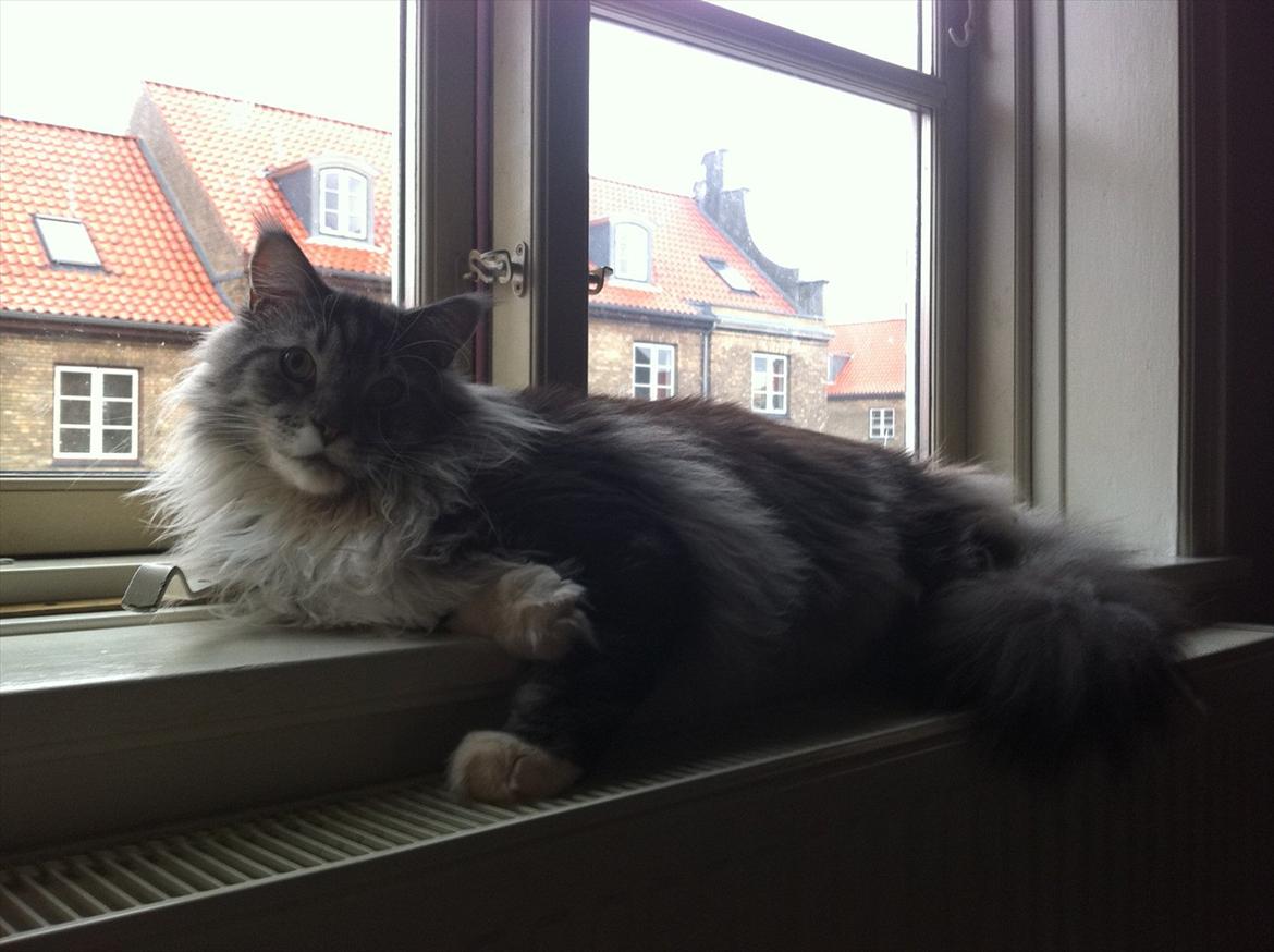 Maine Coon Lexus billede 12