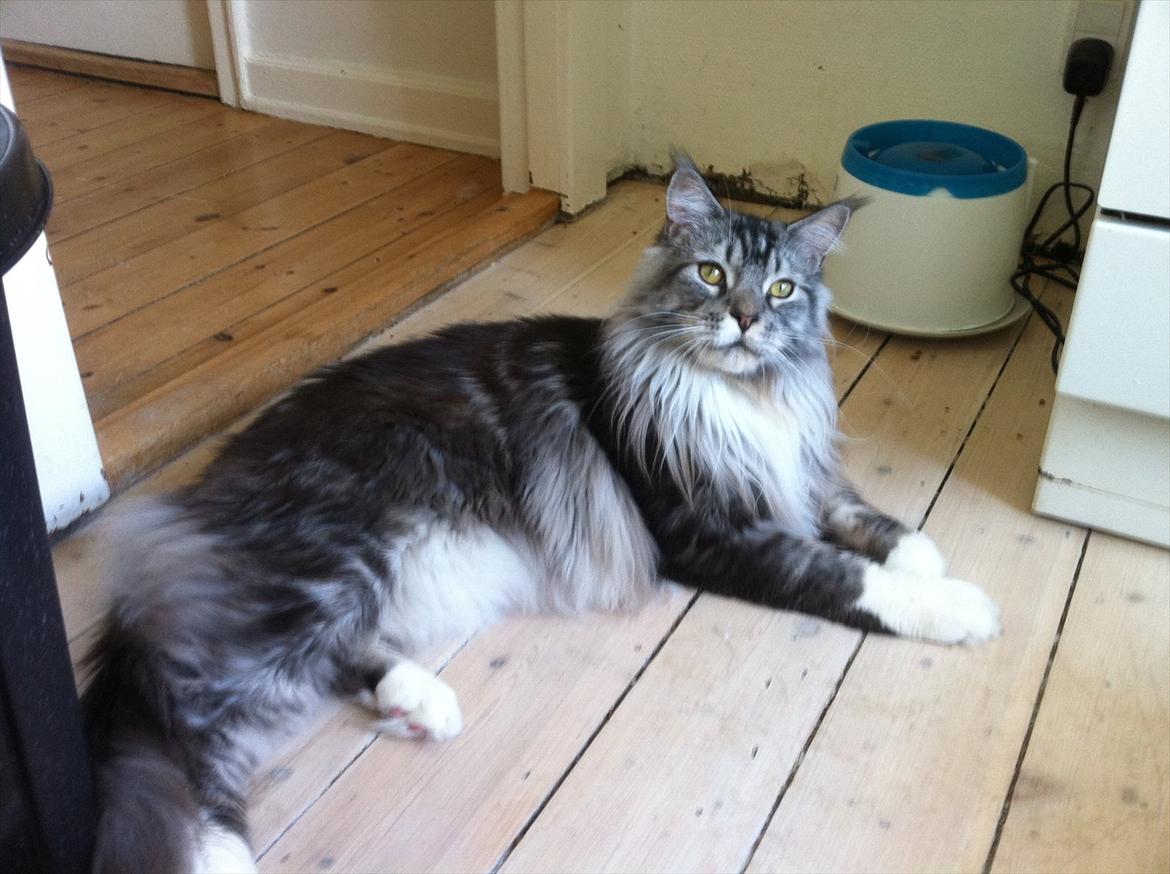 Maine Coon Lexus billede 13