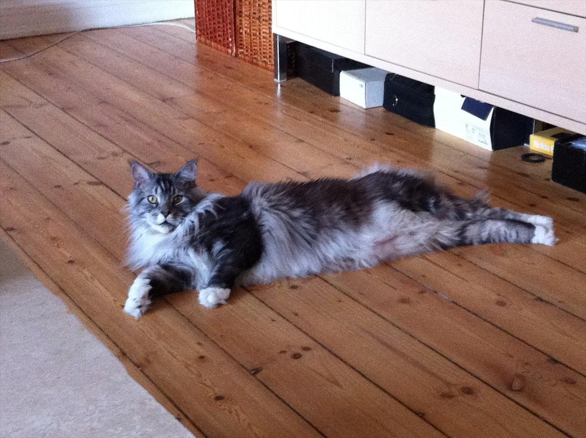 Maine Coon Lexus billede 14