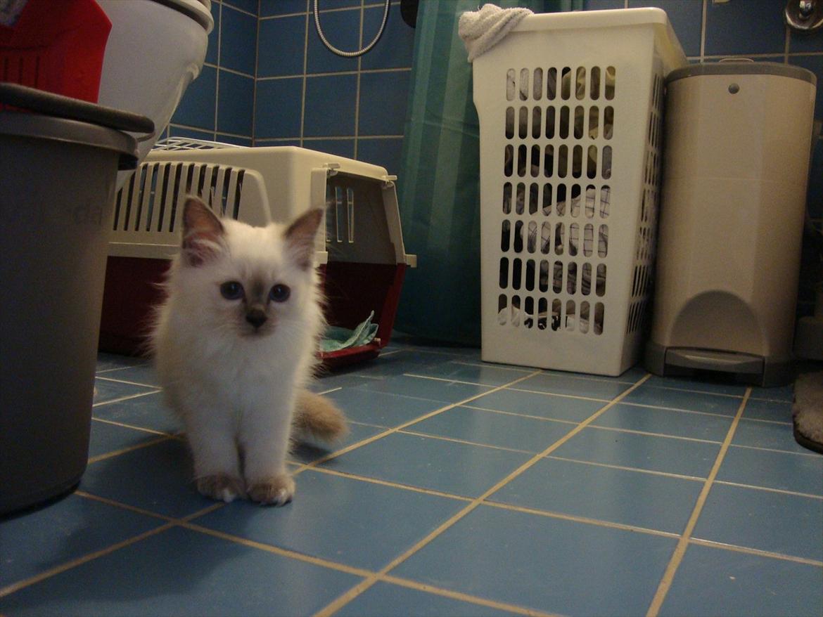 Hellig Birma coco billede 1