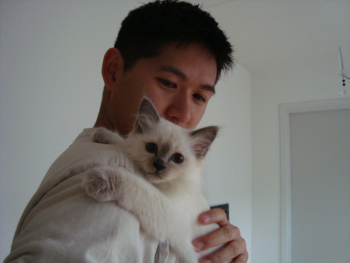 Hellig Birma coco billede 2