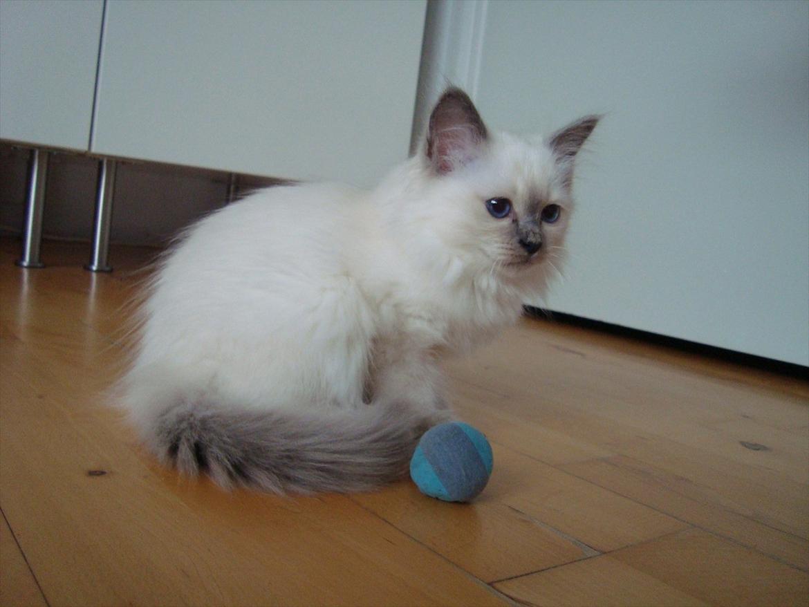 Hellig Birma coco billede 3