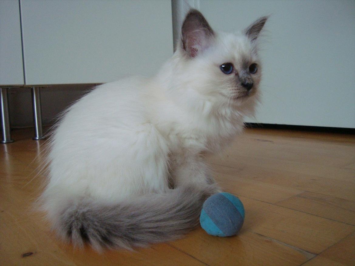 Hellig Birma coco billede 4