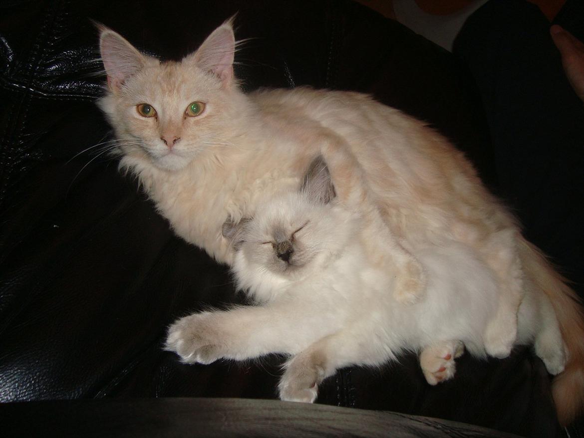 Hellig Birma coco billede 5