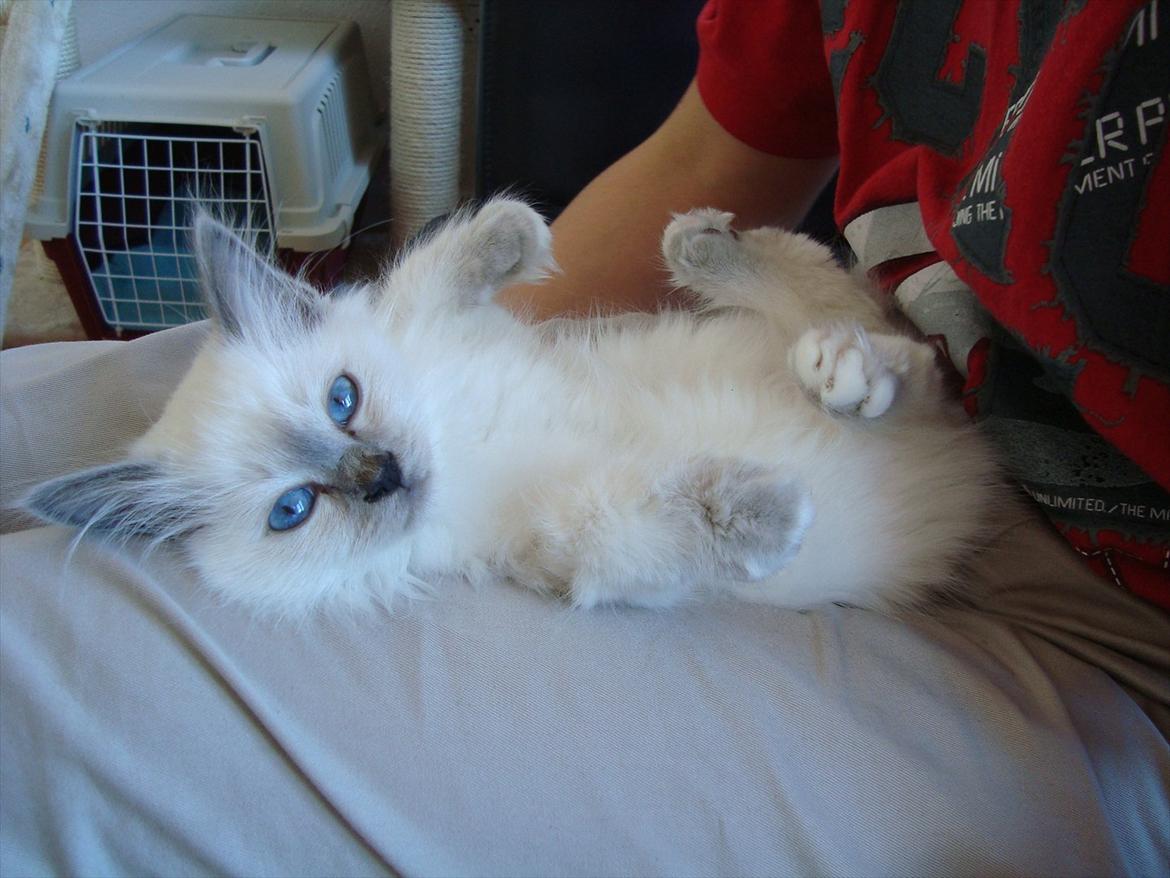 Hellig Birma coco billede 6