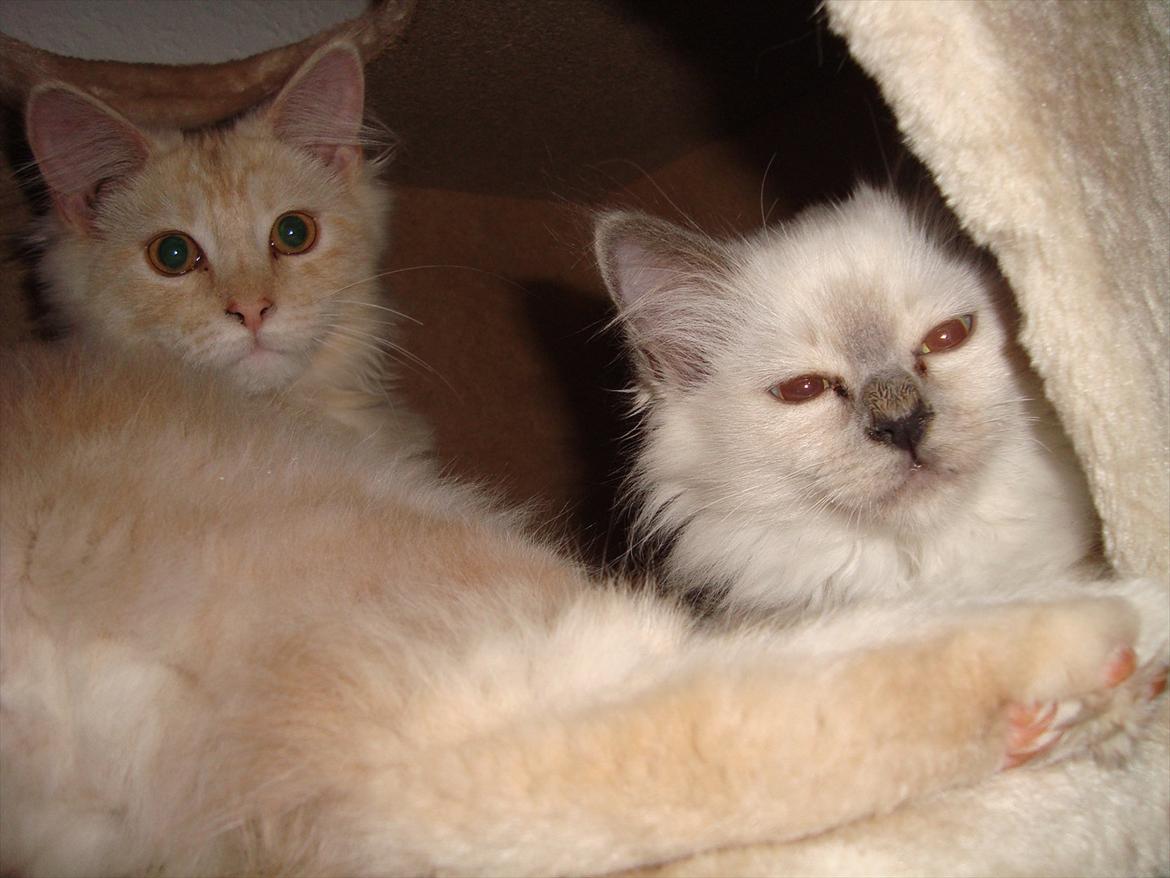 Hellig Birma coco billede 7