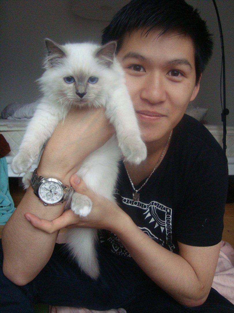 Hellig Birma coco billede 8