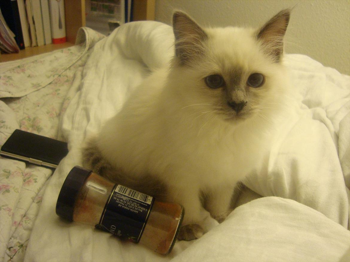 Hellig Birma coco billede 9