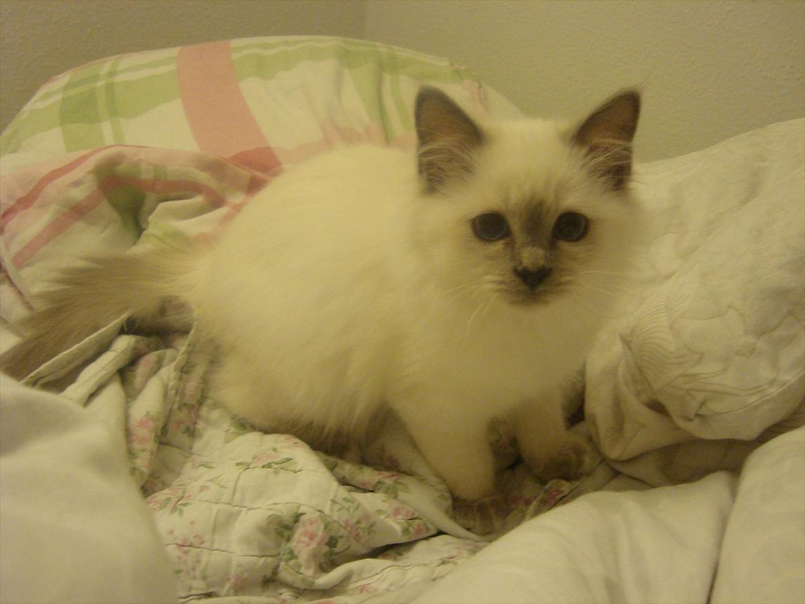 Hellig Birma coco billede 10