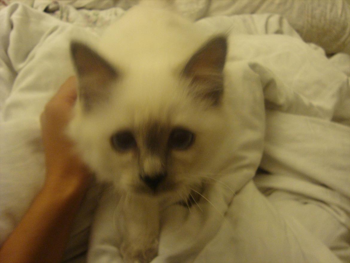 Hellig Birma coco billede 11