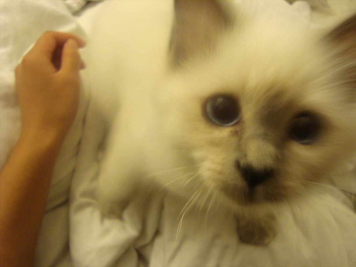 Hellig Birma coco billede 12