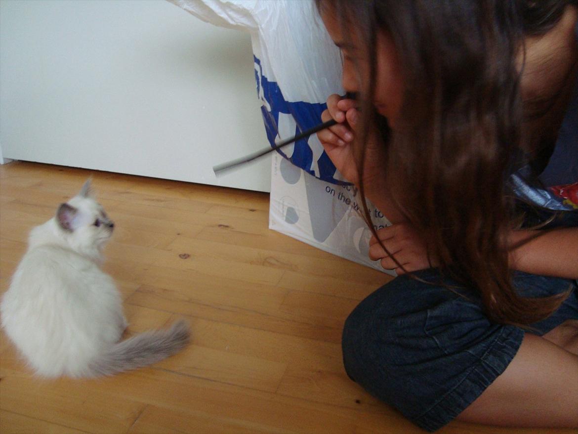 Hellig Birma coco billede 13