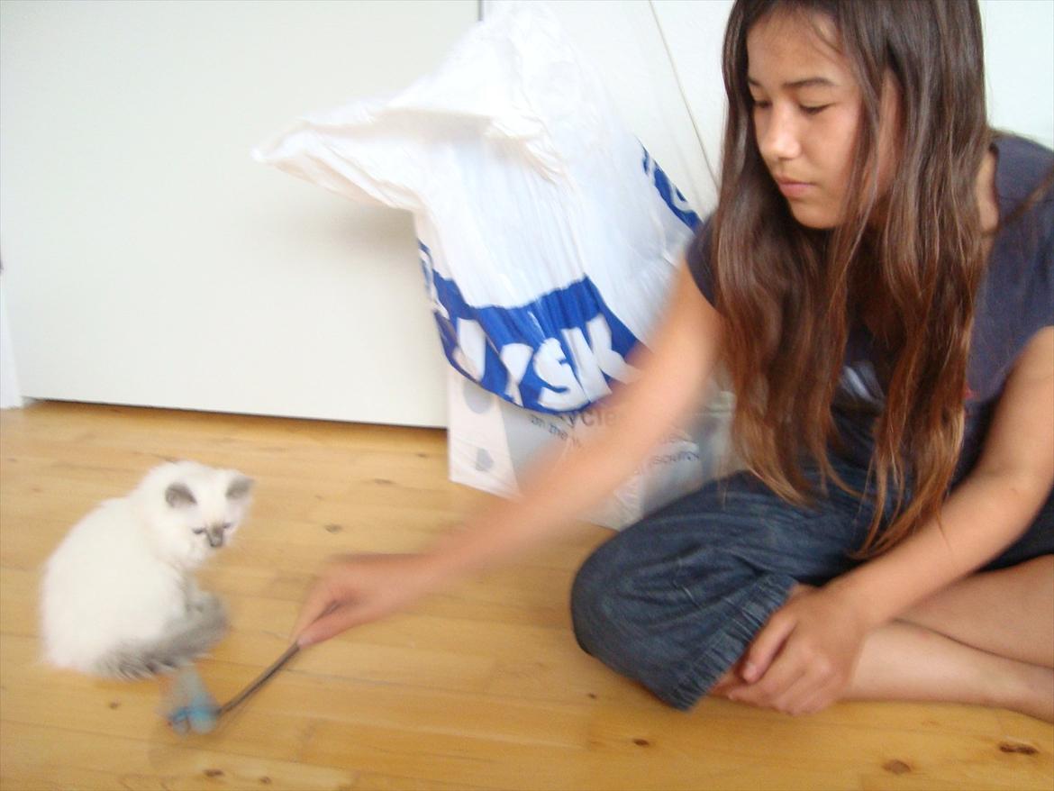 Hellig Birma coco billede 14