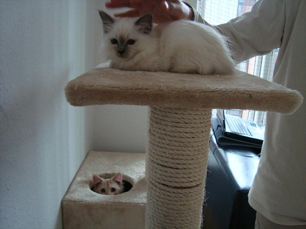 Hellig Birma coco billede 15