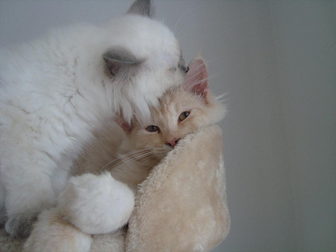 Hellig Birma coco billede 17