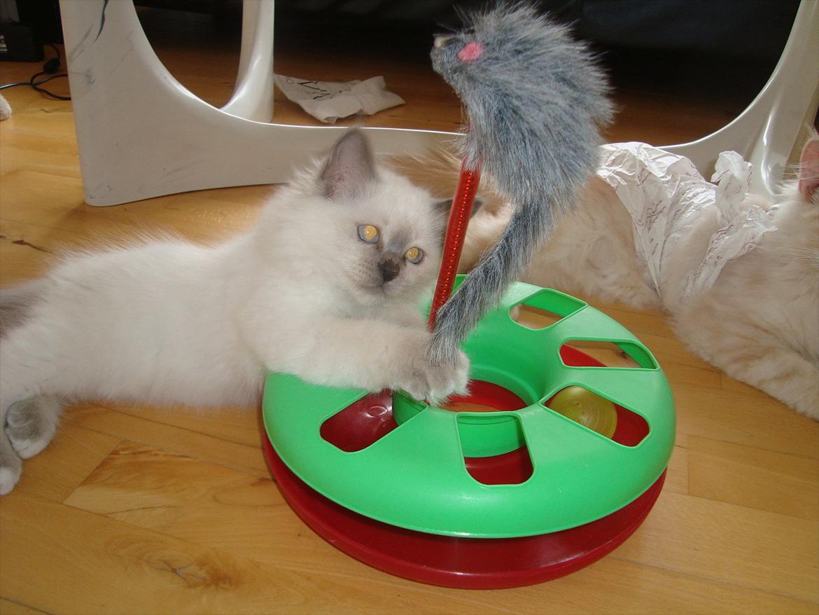 Hellig Birma coco billede 18