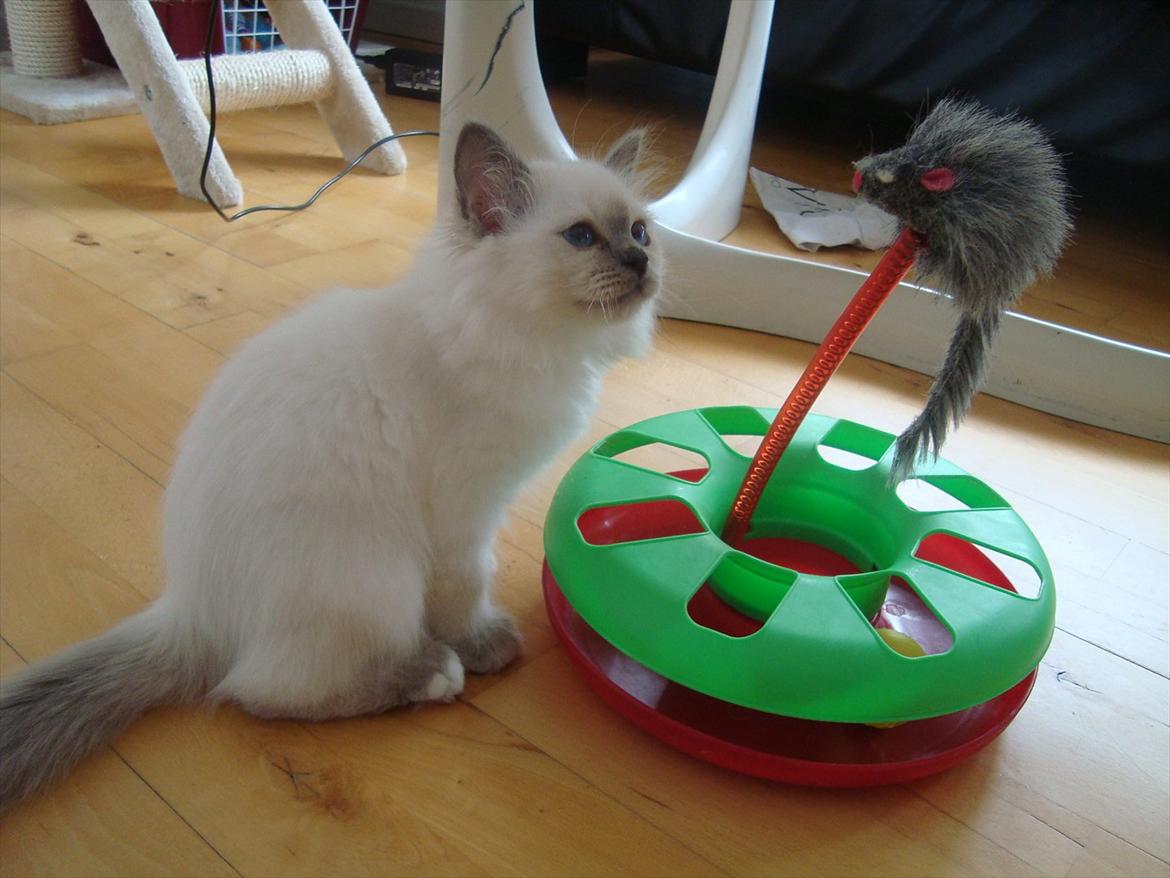 Hellig Birma coco billede 19