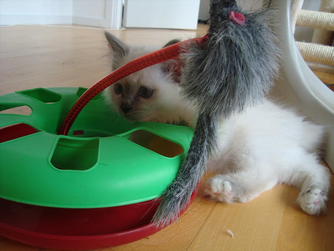 Hellig Birma coco billede 20