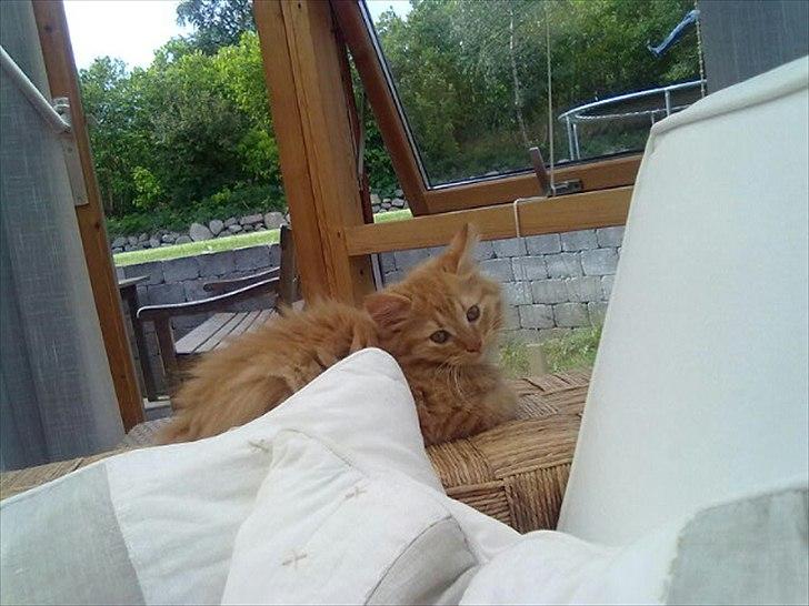 Norsk Skovkat Storm - Lille Storm næsten 10 uger billede 1