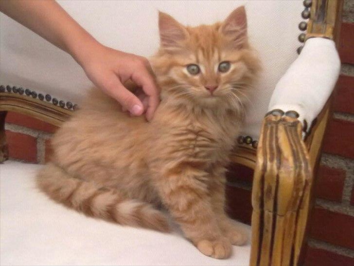 Norsk Skovkat Storm - Storm har fundet kongestolen billede 2