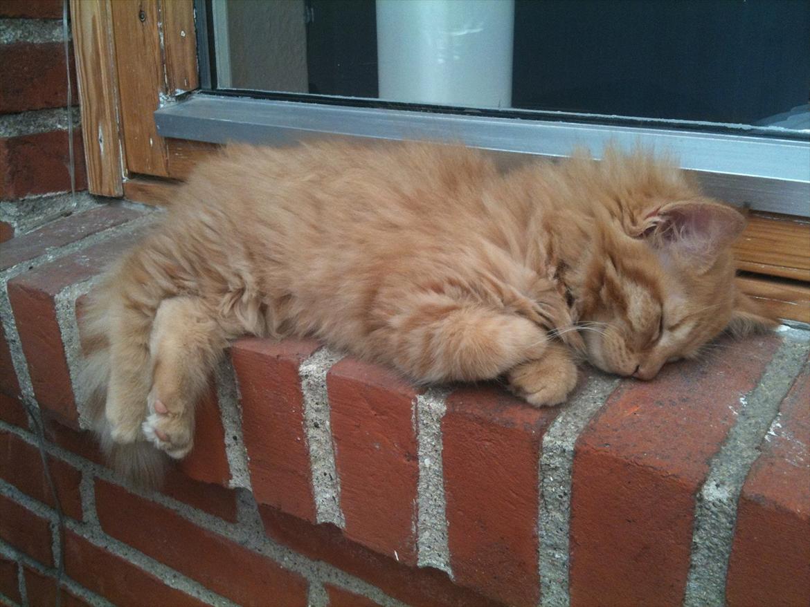 Norsk Skovkat Storm - En meget træt Storm billede 3