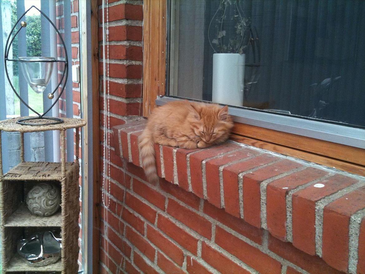 Norsk Skovkat Storm billede 4