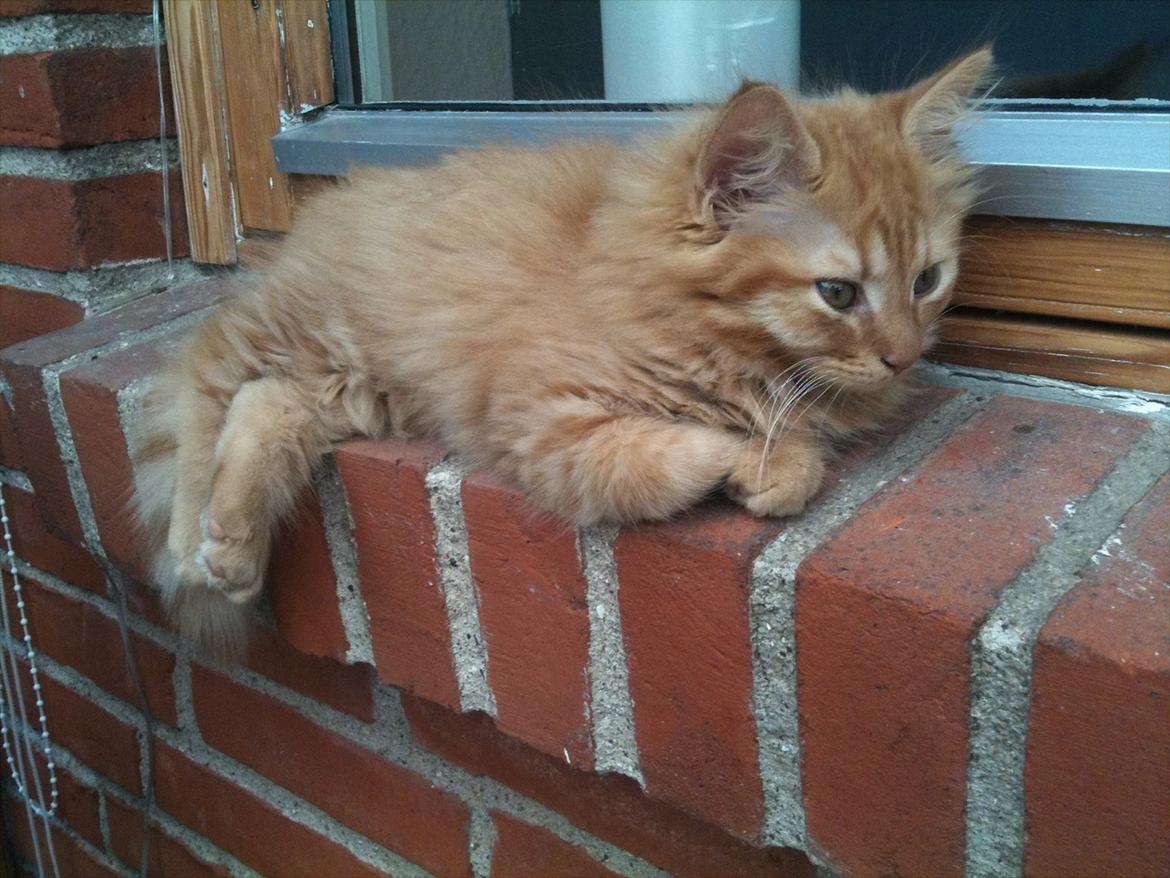 Norsk Skovkat Storm billede 5