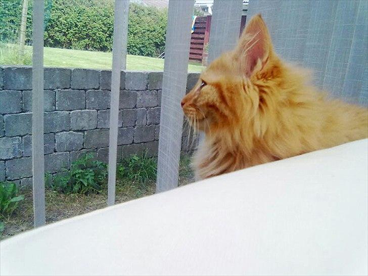 Norsk Skovkat Storm - Smukke Storm billede 6