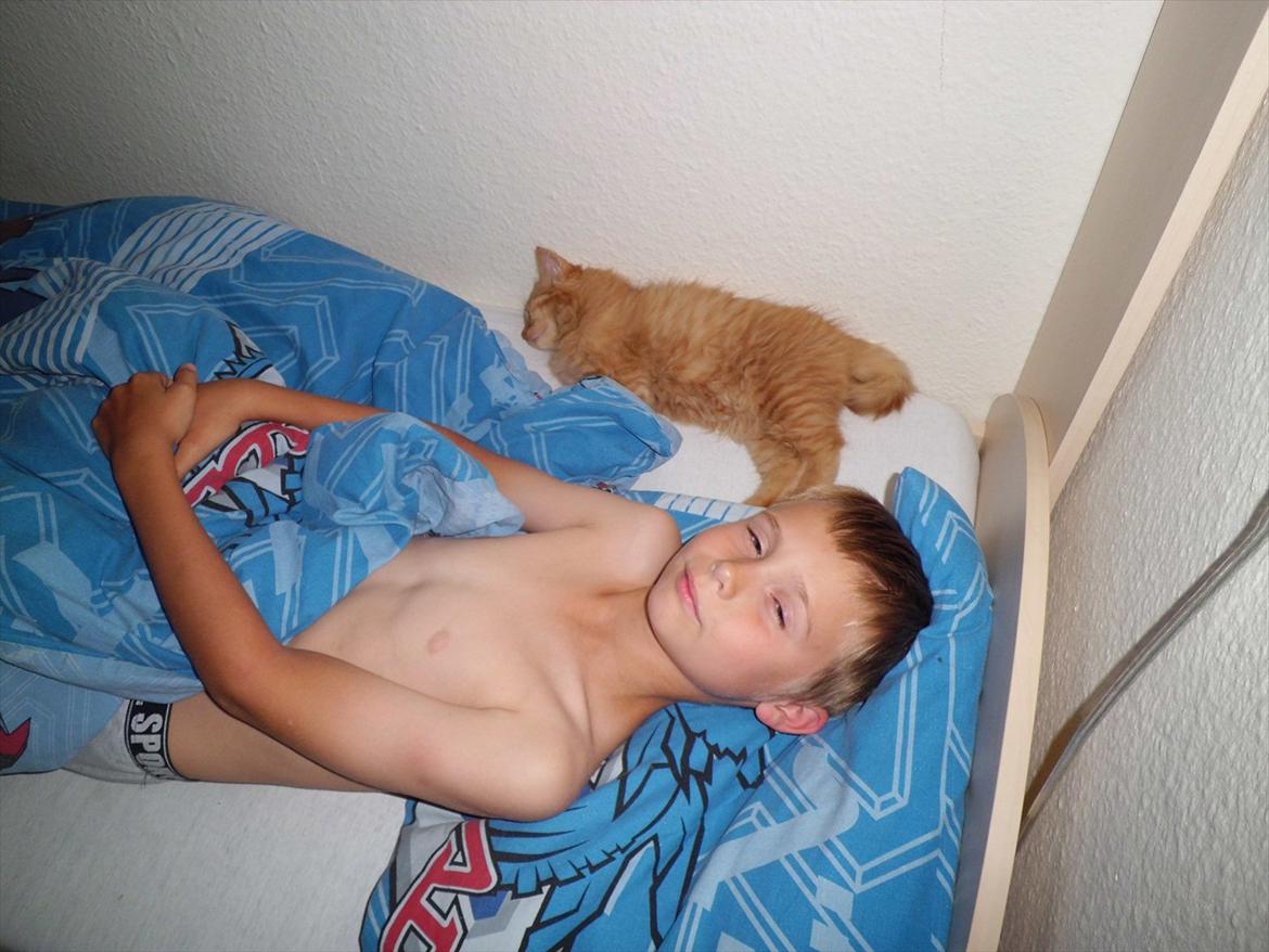 Norsk Skovkat Storm - Storm som trygt og hele natten hos Lucas :0) billede 7