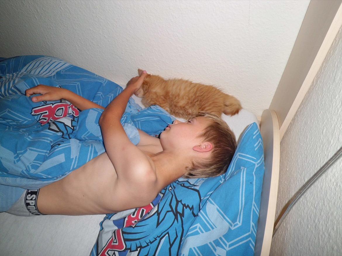 Norsk Skovkat Storm billede 8