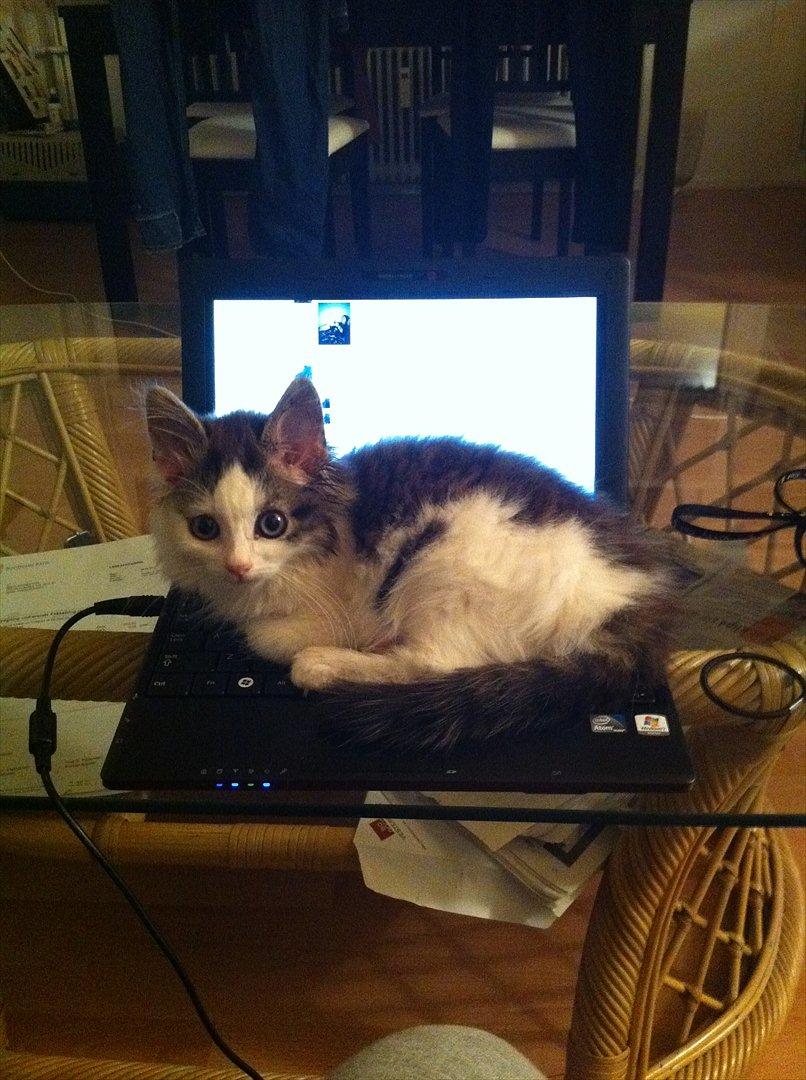 Blanding af racer Sophy - Her kan jeg lige være :)  billede 7