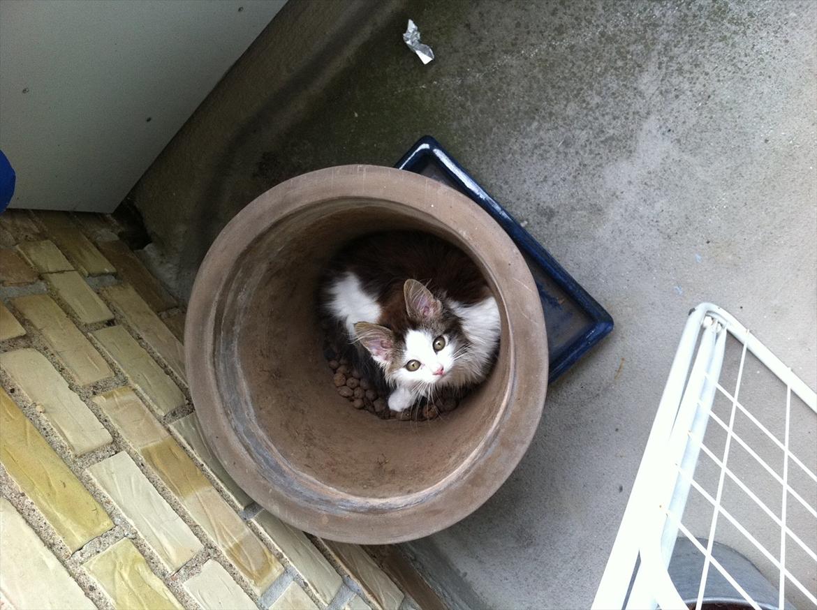 Blanding af racer Sophy - Jeg ligger lige i krukken på altanen :)  billede 8