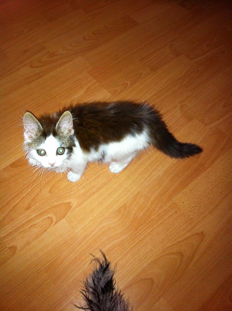 Blanding af racer Sophy billede 9