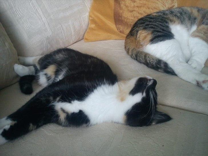 Huskat Fighter billede 2