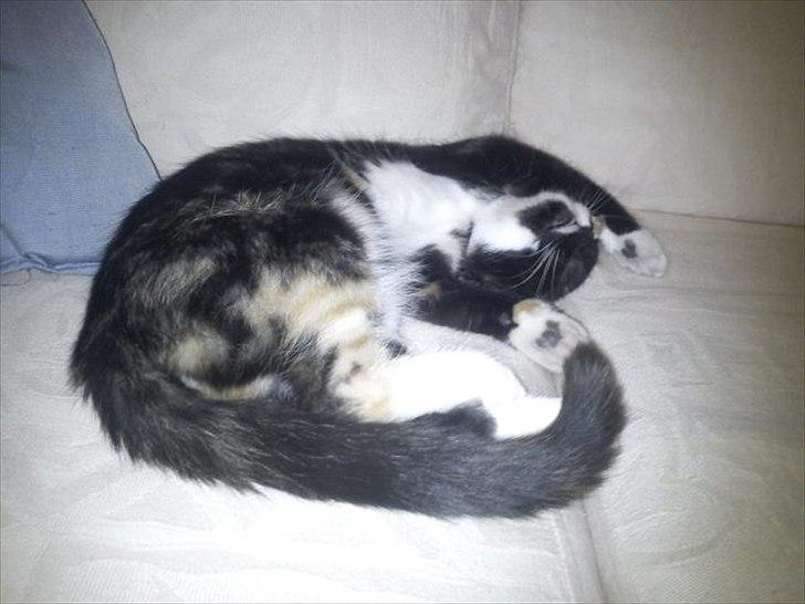 Huskat Fighter billede 3