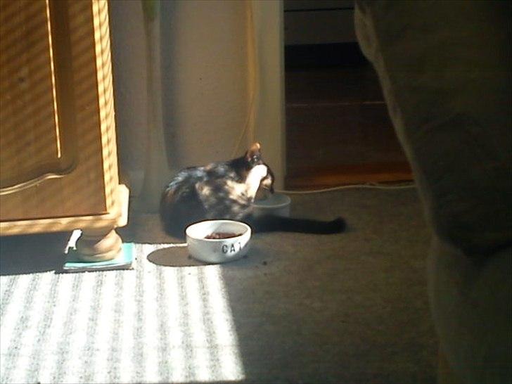 Huskat Fighter billede 4