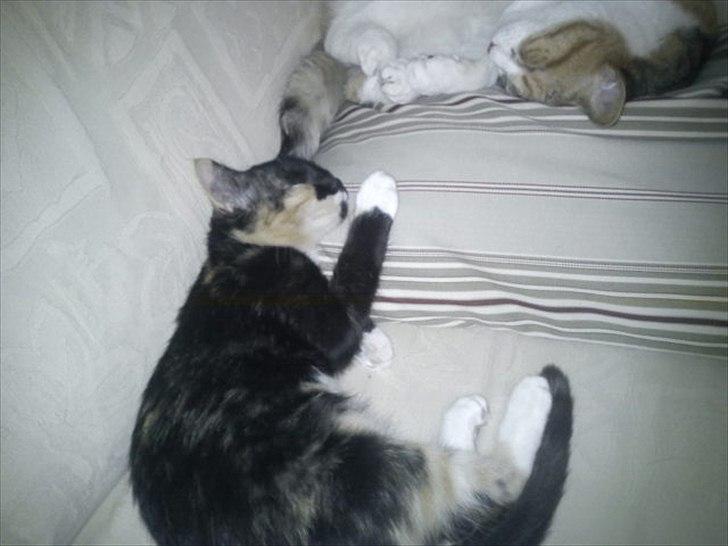 Huskat Fighter billede 5