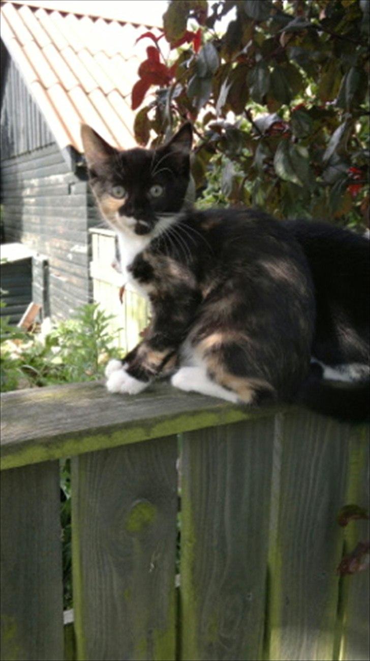 Huskat Fighter billede 1