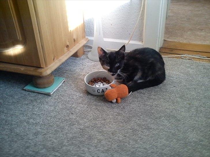 Huskat Fighter billede 6